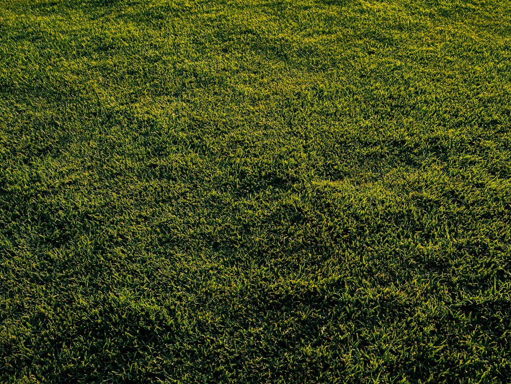 green grass field