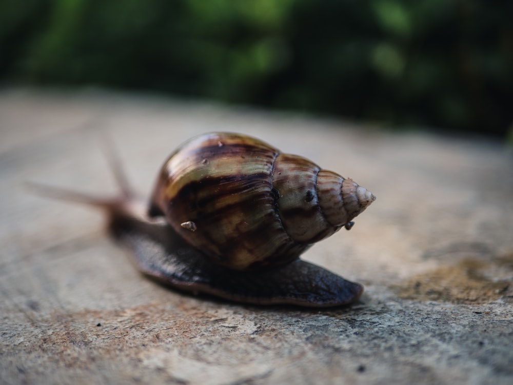 brown snail