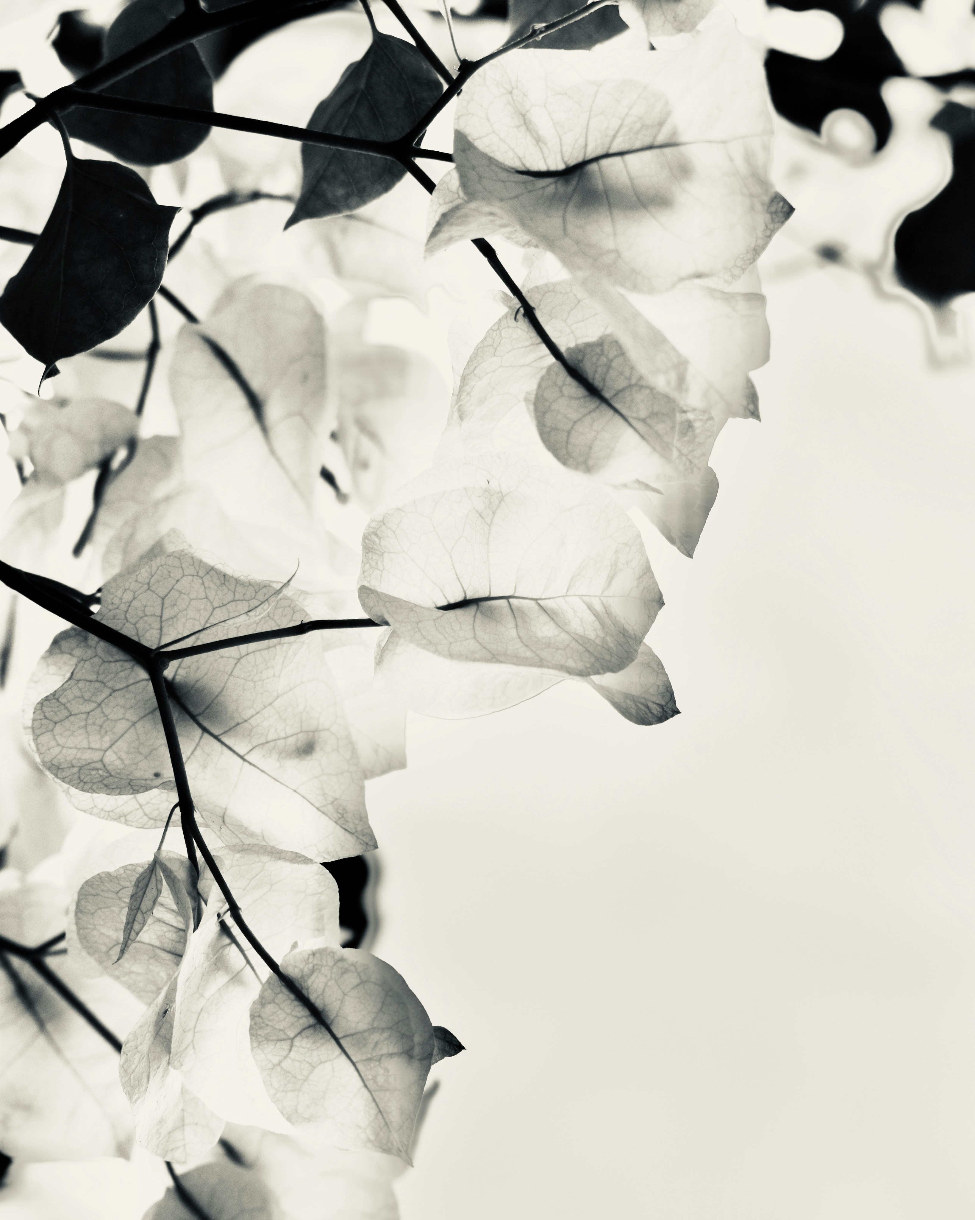 Grayscale photography of leaves photo Free Grey Image on Unsplash
