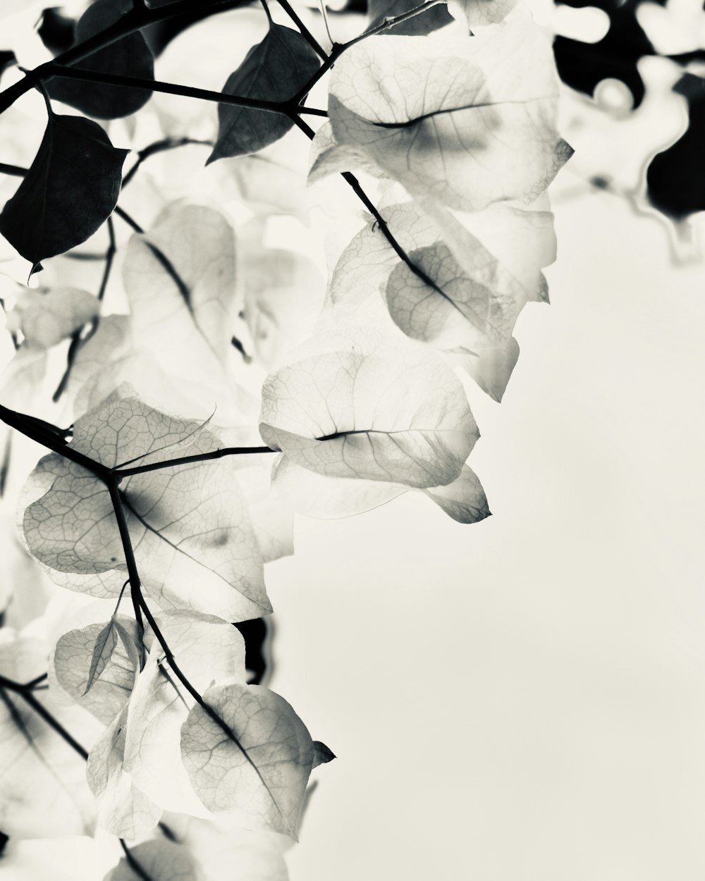 grayscale photography of leaves
