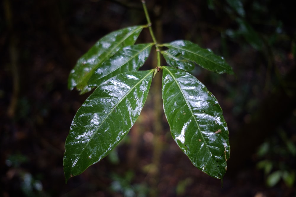 green leaf close up photo