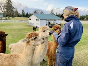 A person wearing a blue jacket and cap is interacting with several alpacas in a grassy enclosure. The alpacas, with light brown and white coats, are closely gathered around the person. In the background, there is a barn with a teal roof and white fencing, set against a backdrop of trees and a partly cloudy sky.