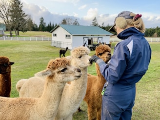 A person wearing a blue jacket and cap is interacting with several alpacas in a grassy enclosure. The alpacas, with light brown and white coats, are closely gathered around the person. In the background, there is a barn with a teal roof and white fencing, set against a backdrop of trees and a partly cloudy sky.