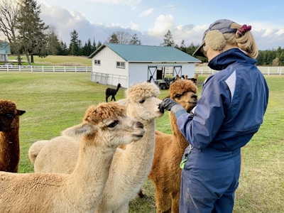 A person wearing a blue jacket and cap is interacting with several alpacas in a grassy enclosure. The alpacas, with light brown and white coats, are closely gathered around the person. In the background, there is a barn with a teal roof and white fencing, set against a backdrop of trees and a partly cloudy sky.