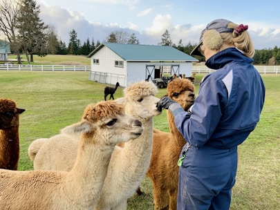 A person wearing a blue jacket and cap is interacting with several alpacas in a grassy enclosure. The alpacas, with light brown and white coats, are closely gathered around the person. In the background, there is a barn with a teal roof and white fencing, set against a backdrop of trees and a partly cloudy sky.