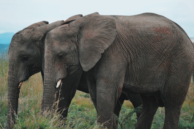 Embracing the Gentle Giants: Pandas and Their Larger Counterparts