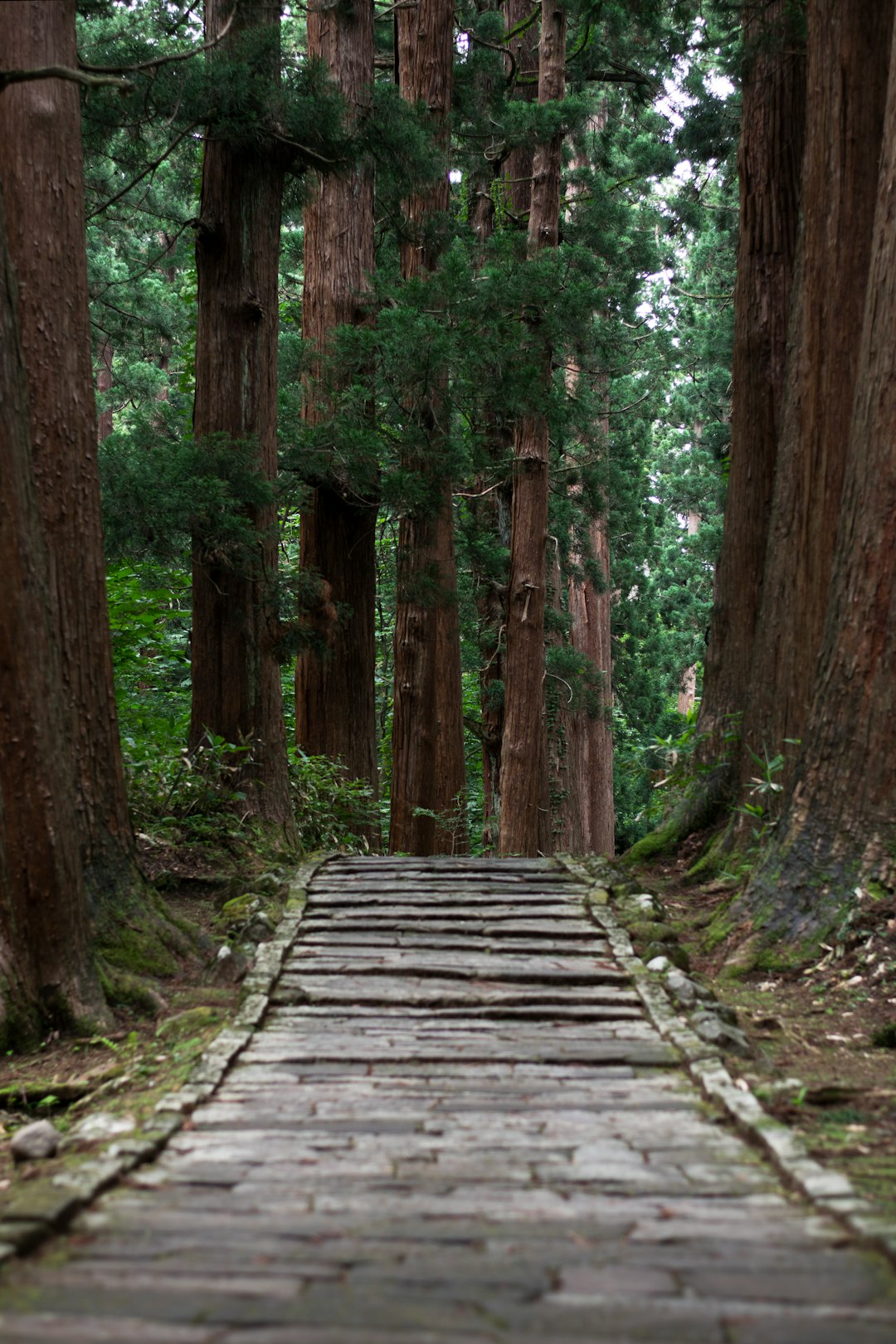 travelers stories about Forest in Tsuruoka, Japan