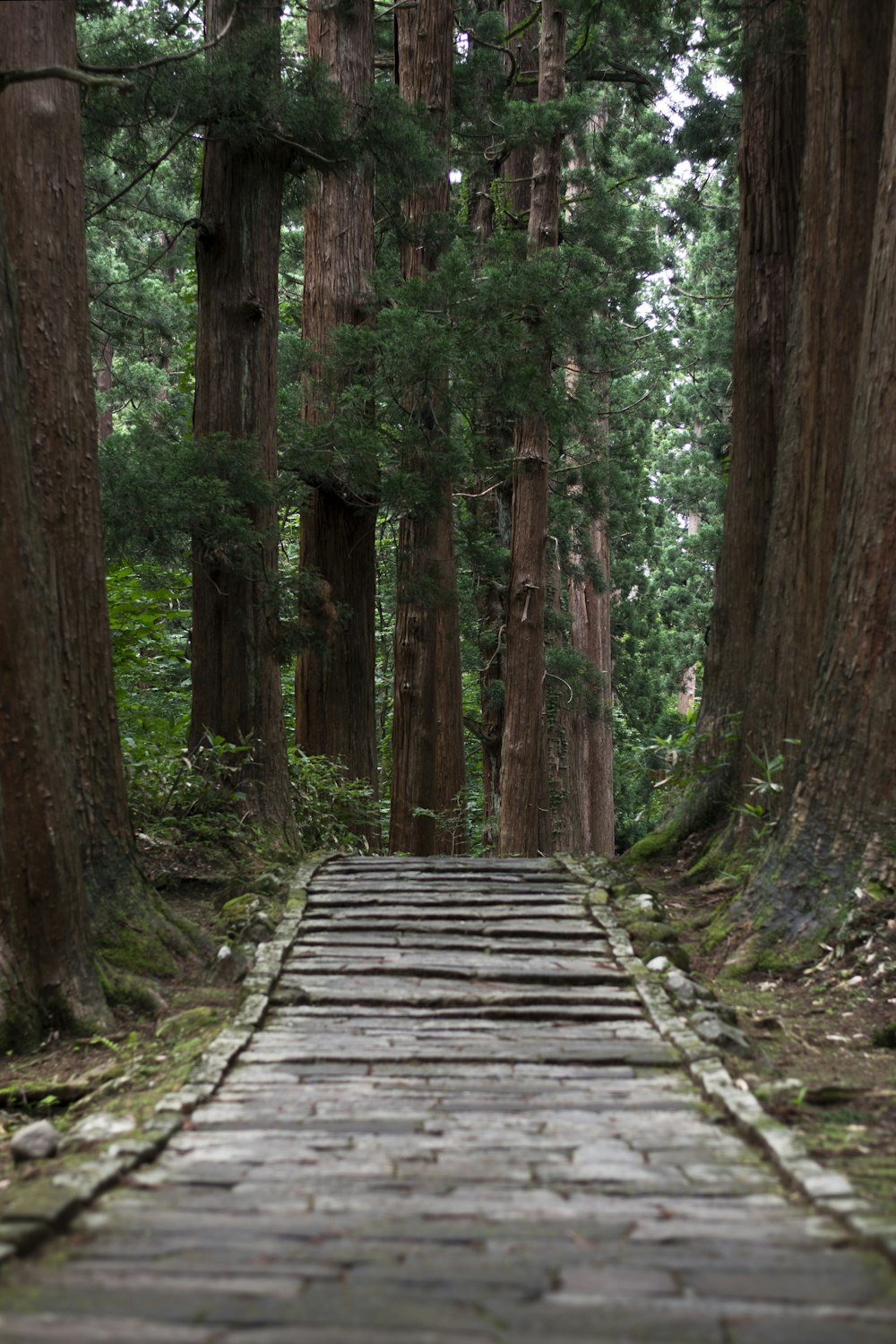 gray pathway surrounded with tall and green trees during daytime