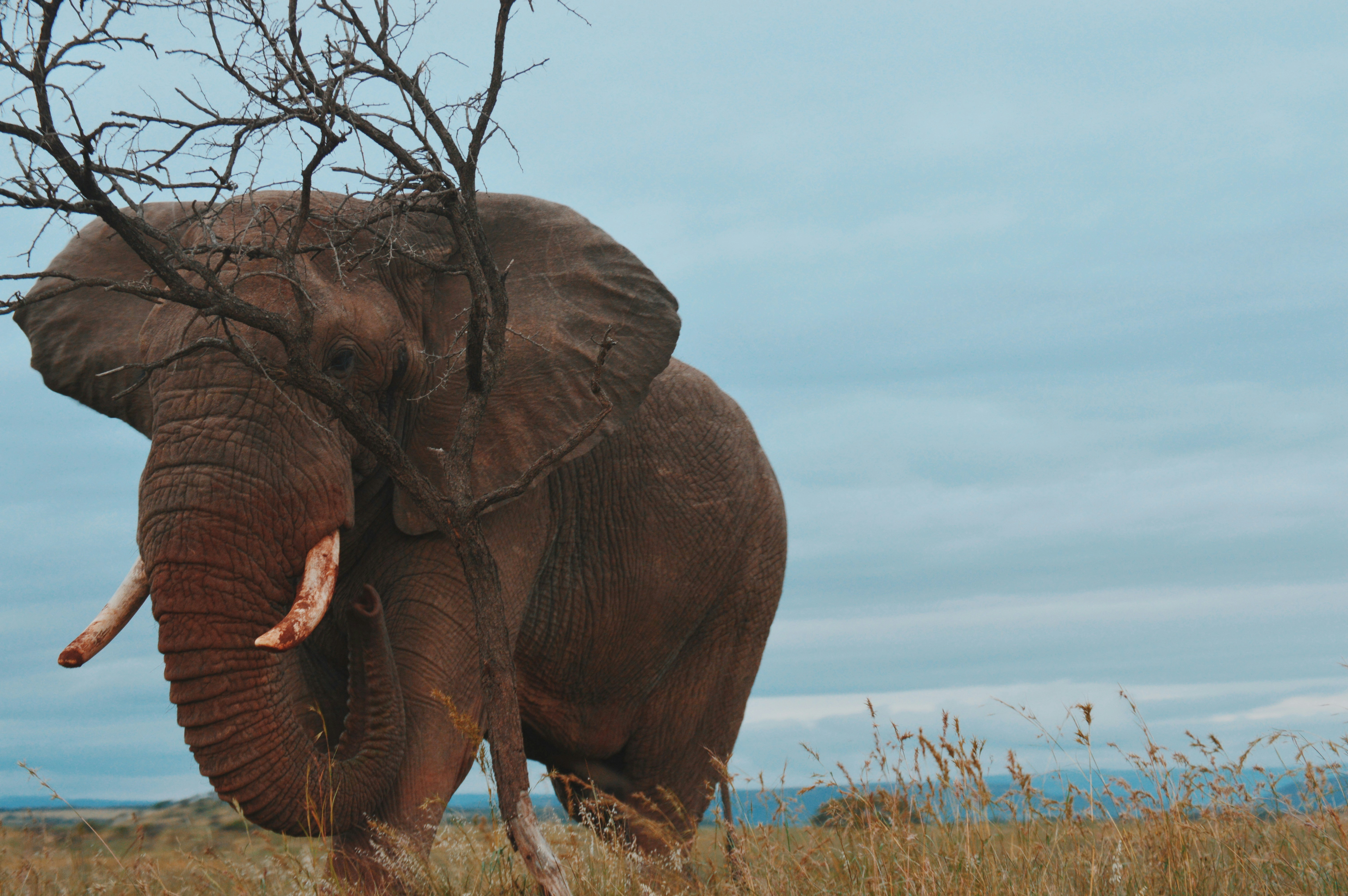 Elefante marrone