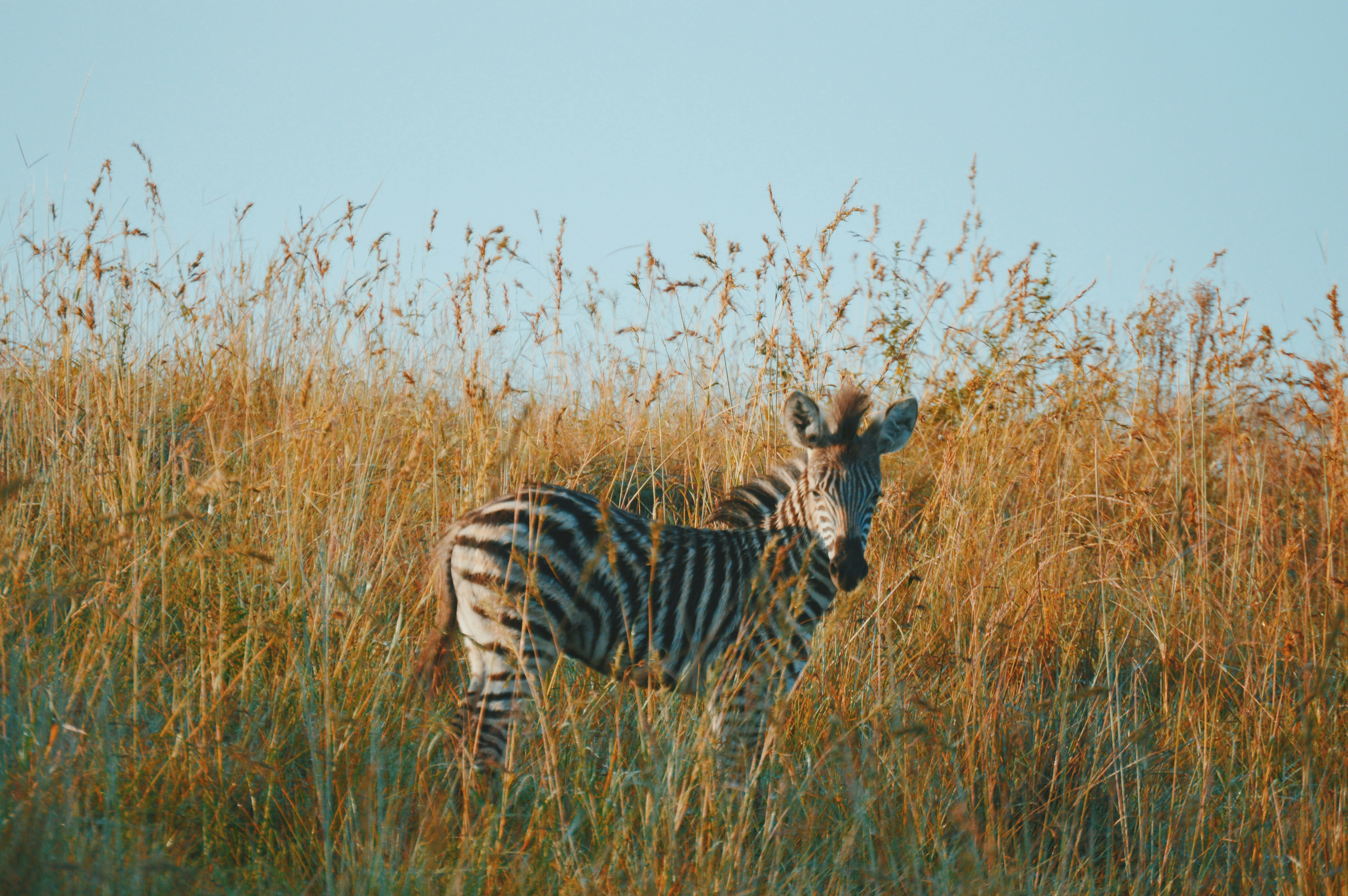 zebra bianca e nera su campi marroni durante il daytiem