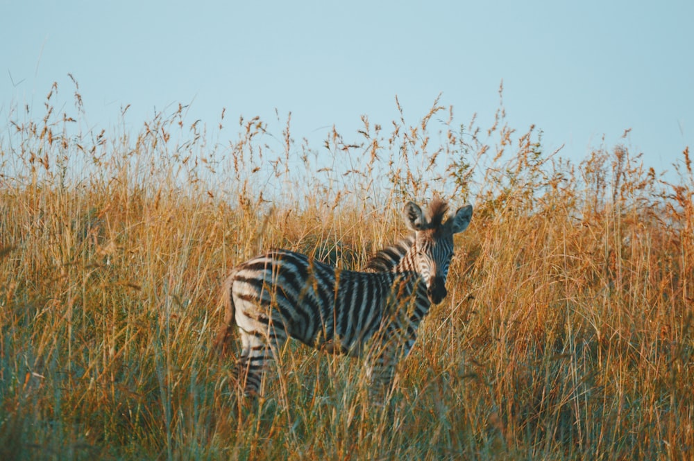 black and white zebra on brown fields during daytiem