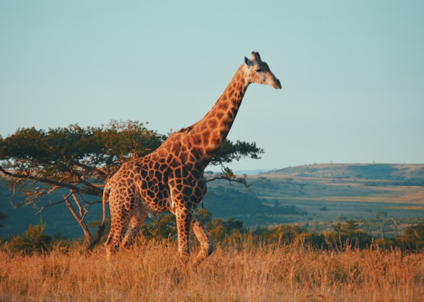 giraffe during daytime