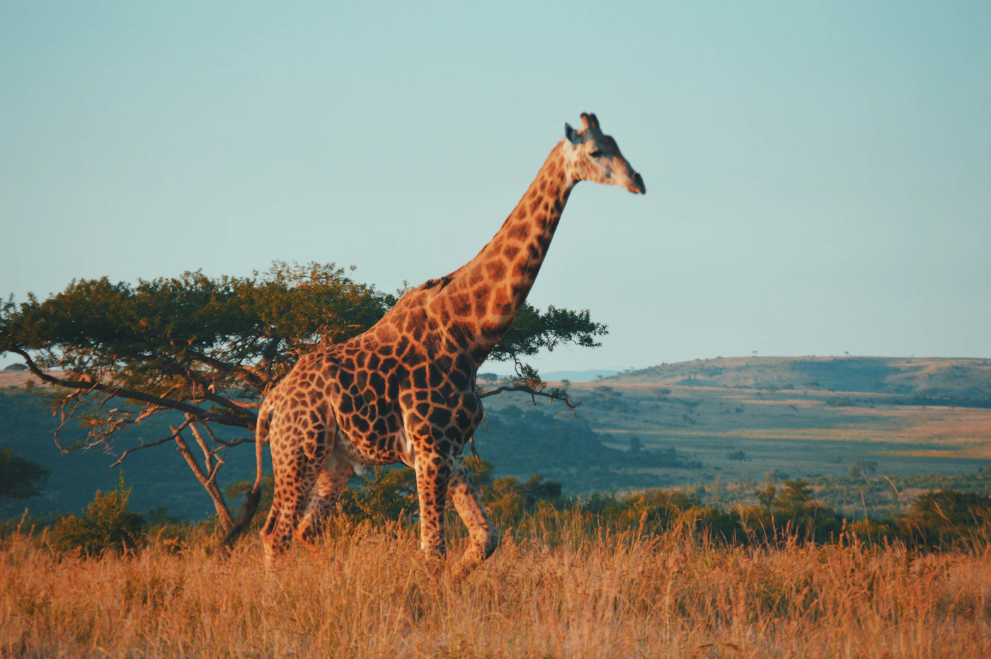 A giraffe on the plains at dusk
