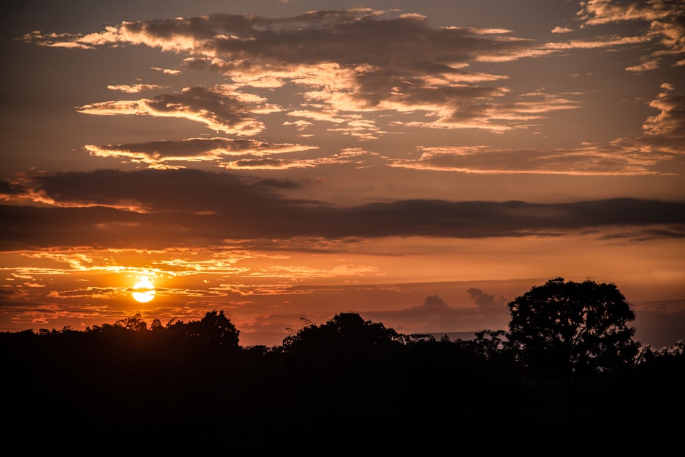 Photographie de silhouette d’arbres