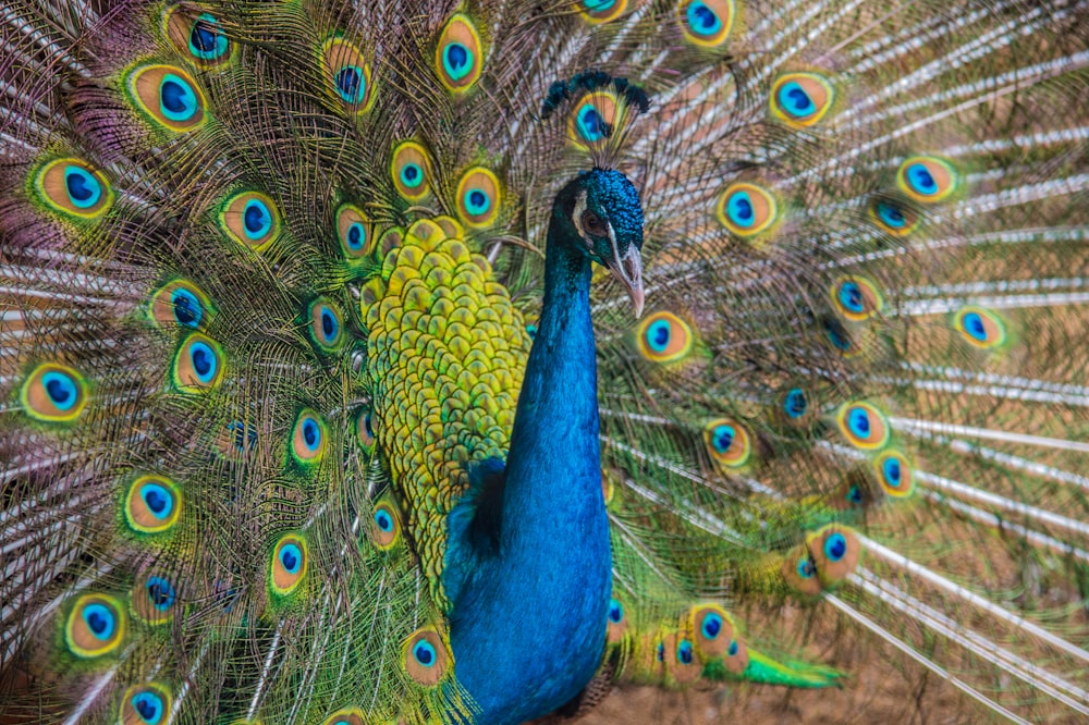 青と緑の孔雀の浅い焦点の写真
