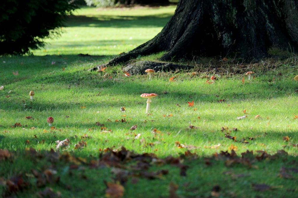 selective focus photography of red and white mushroom