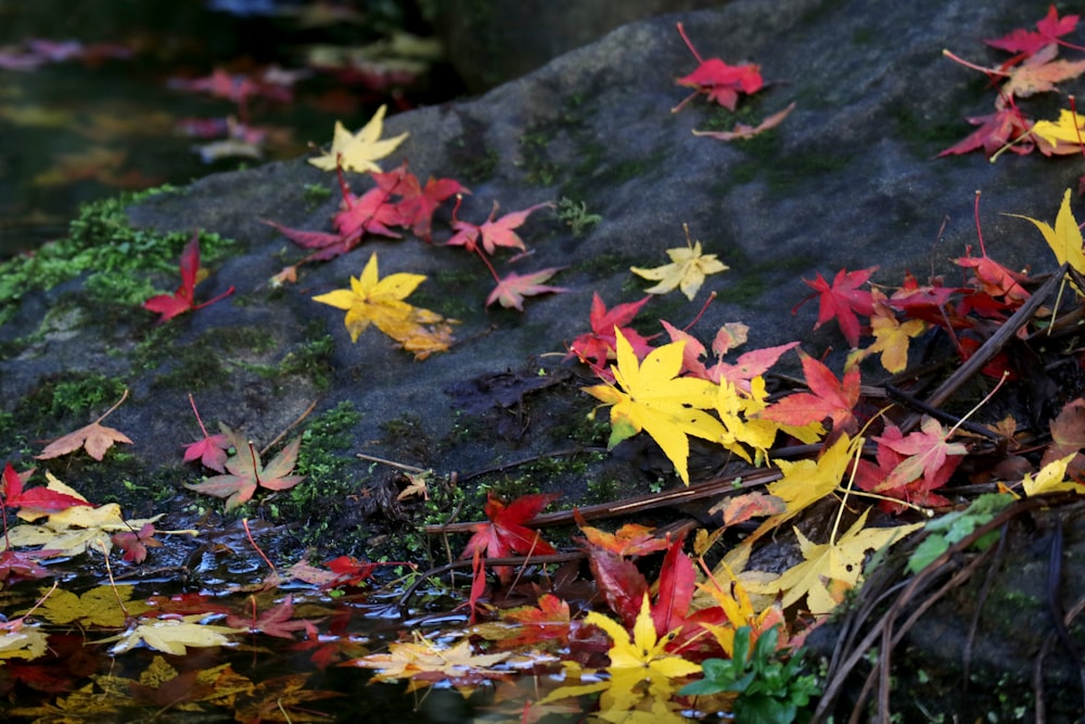 fallen leaves on rock beside body of water