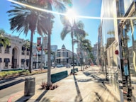 green palm trees during daytime