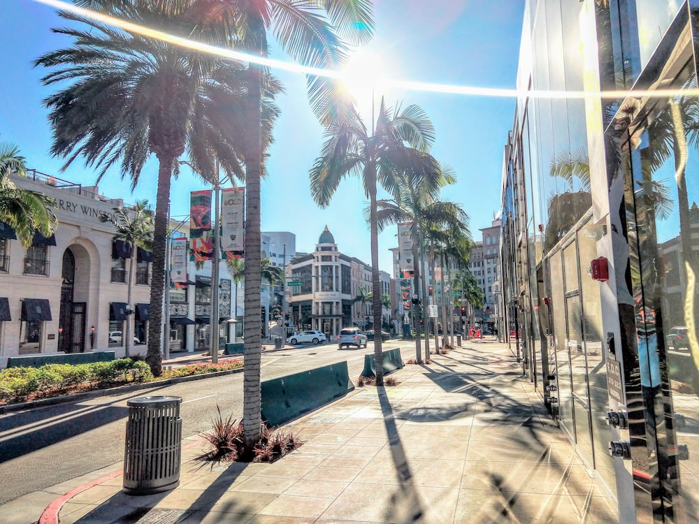 green palm trees during daytime