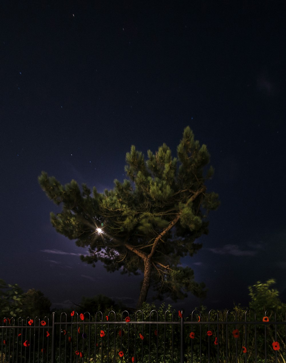 green tree during nighttime
