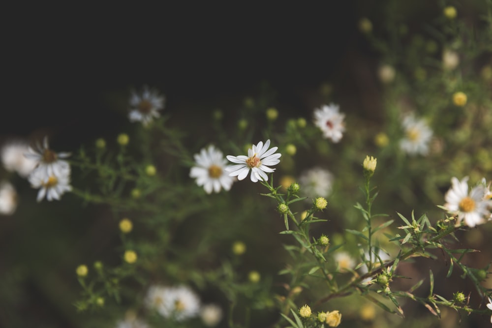 selective focus photography of white petaled flowers