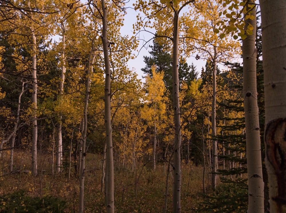 tall trees at daytime