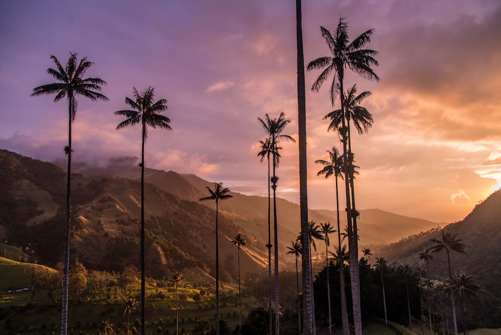 green palm trees during golden hour