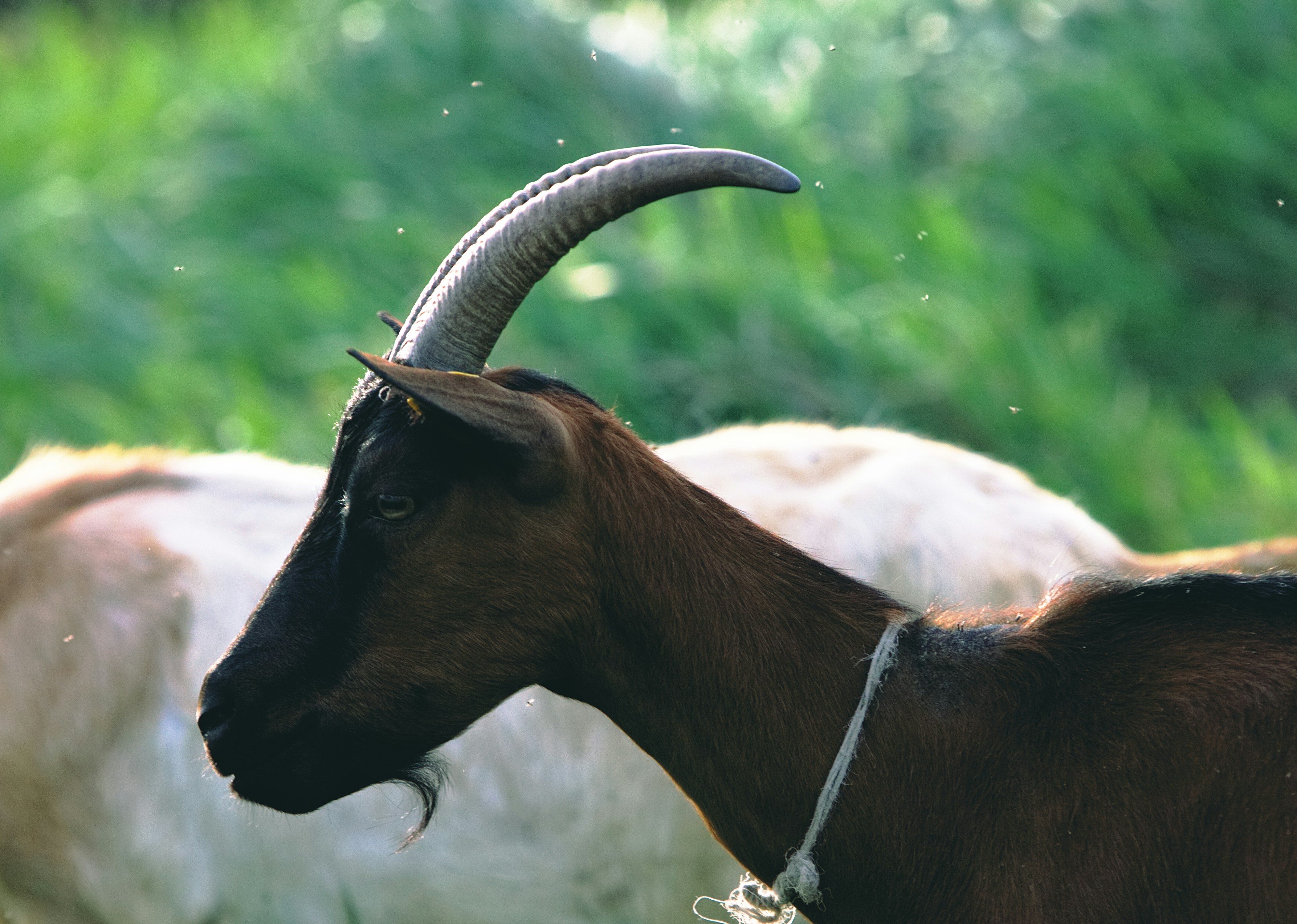 Vedomosť ako kliatba: Existenciálna filozofia Petra Zapffeho