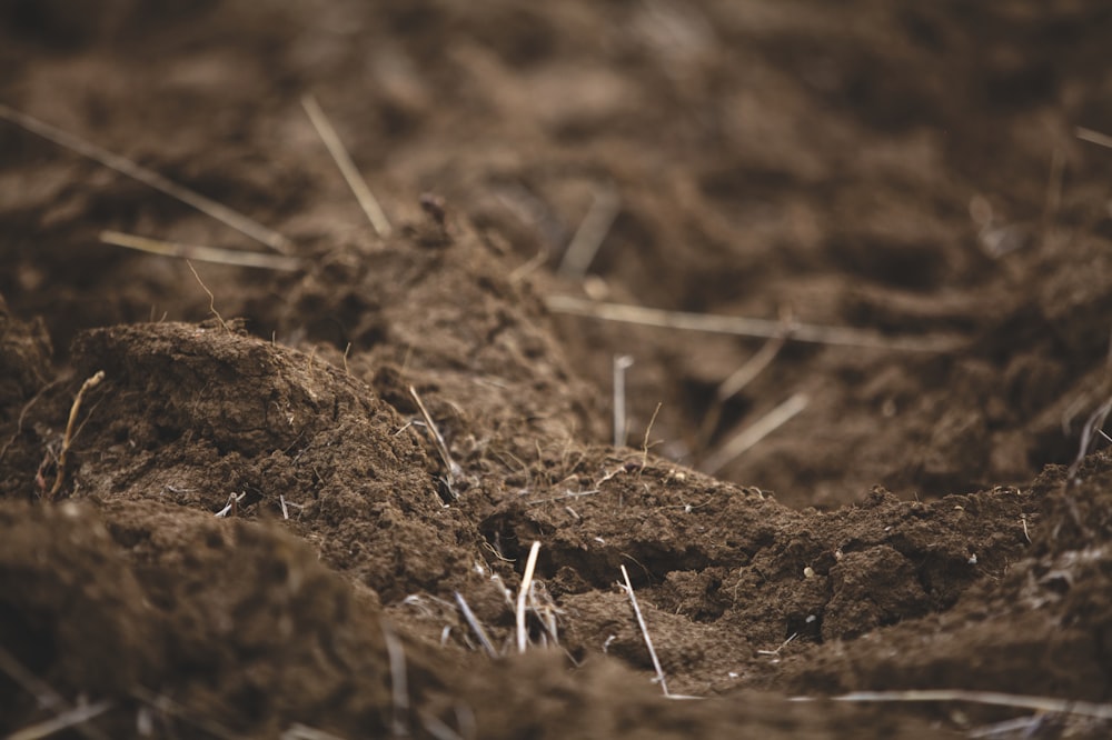 macro photography of brown soil