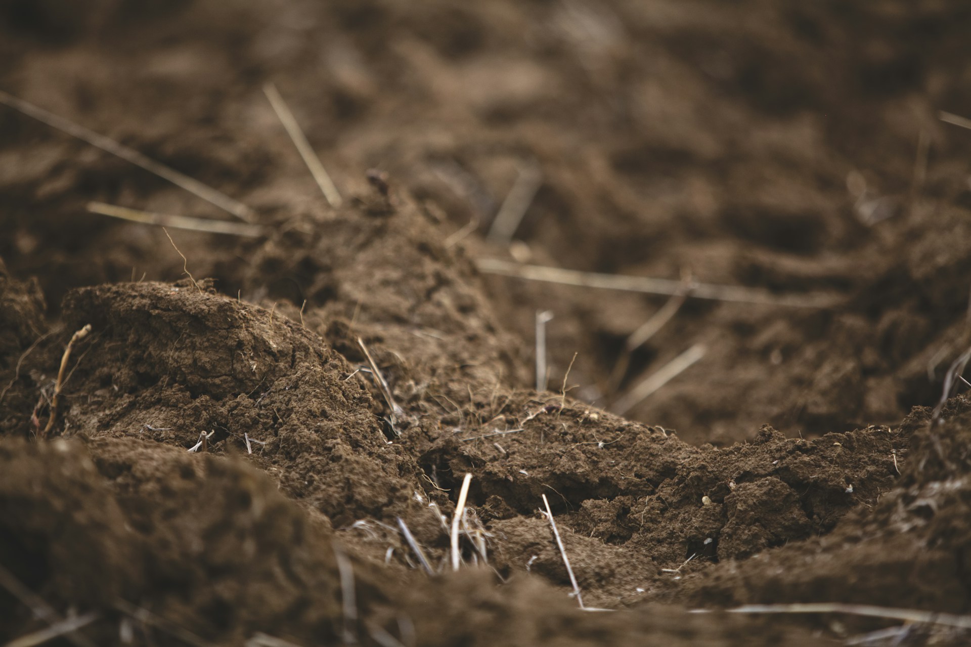 macro photography of brown soil