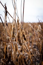 Dry soybean plants with mature pods hanging from tall, slender stems in a field, displaying a brown, earthy tone under overcast skies.