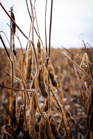 Dry soybean plants with mature pods hanging from tall, slender stems in a field, displaying a brown, earthy tone under overcast skies.