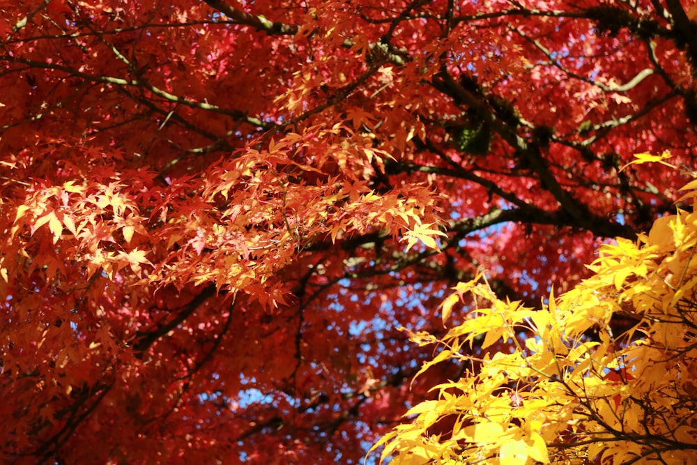 red and brown petaled trees during daytime