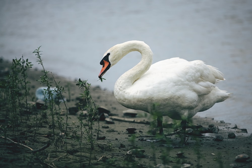 white swan eating near body of water during daytime