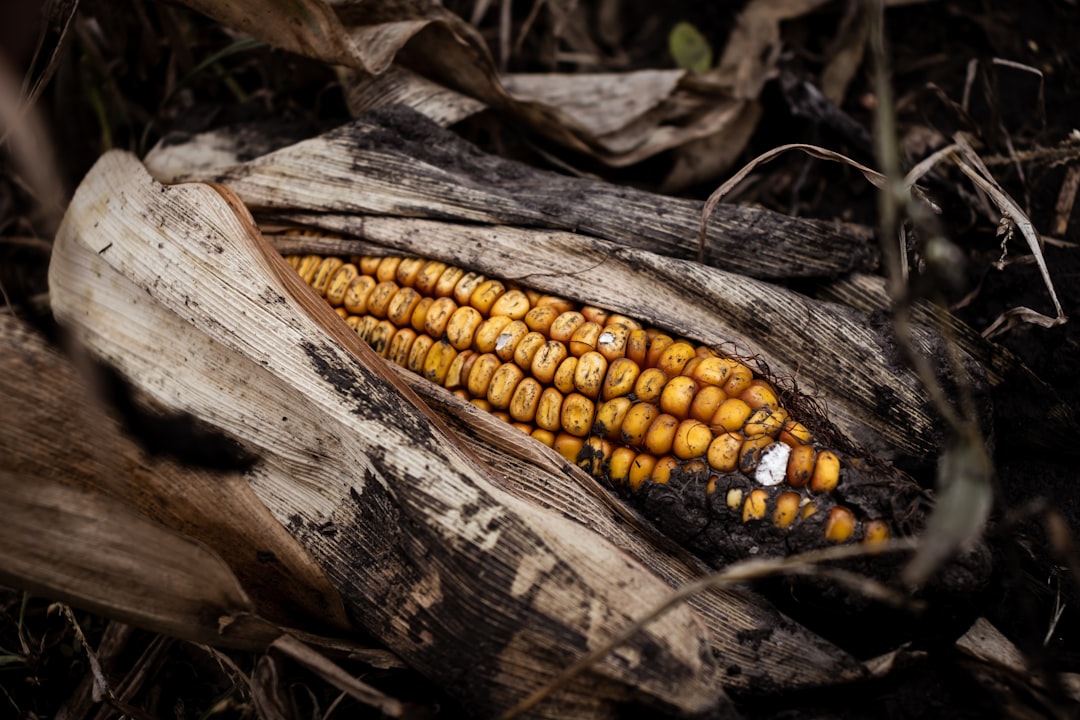macro photography of yellow corn