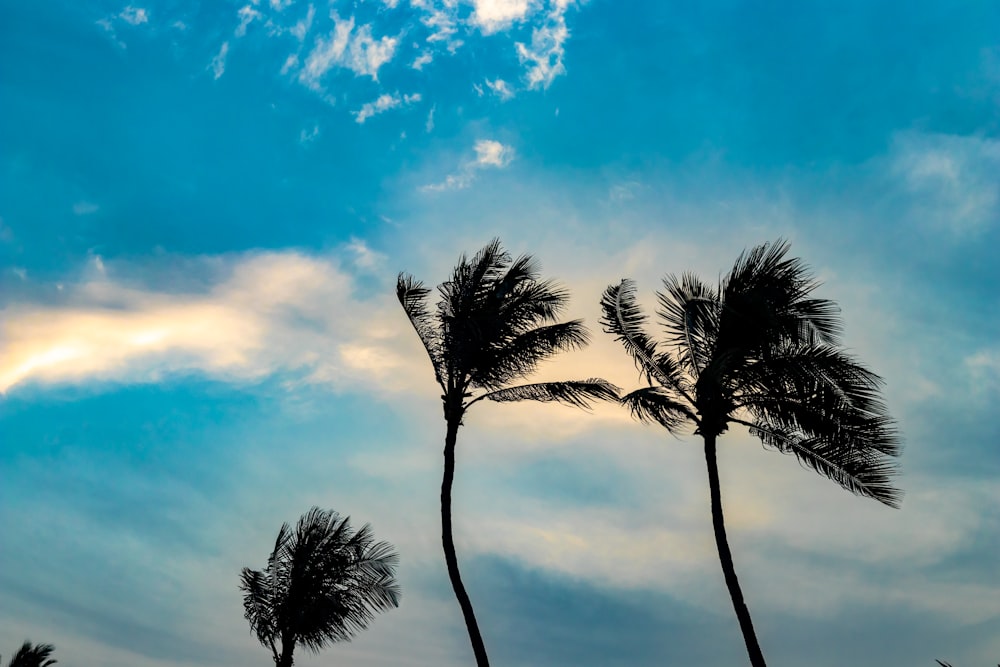 coconut trees