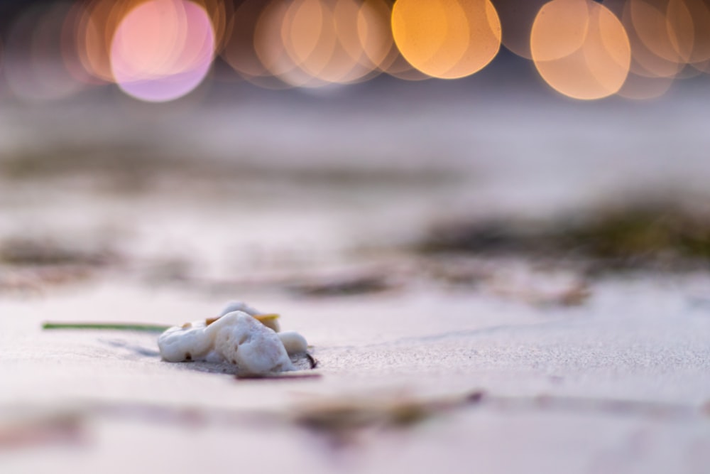 a dead bird on the ground with blurry lights in the background