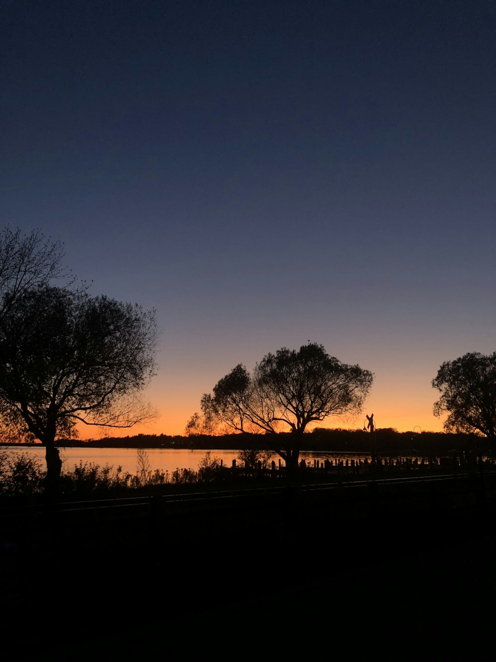 silhouette of trees near body of water
