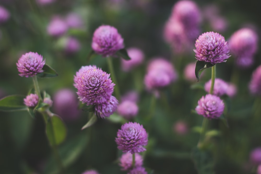 macro photography of purple chrysanths flower