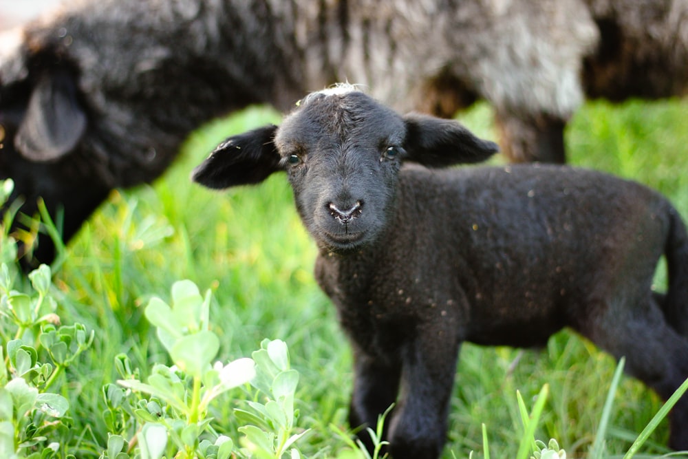 shallow focus photo of black goat