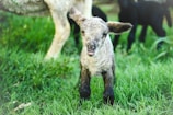 A young lamb with soft, curly wool stands on a lush green grass field, looking towards the camera. Its ears are perked up, and its mouth is slightly open. In the background, part of another sheep and possibly other lambs are visible, slightly out of focus.