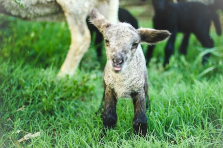A young lamb with soft, curly wool stands on a lush green grass field, looking towards the camera. Its ears are perked up, and its mouth is slightly open. In the background, part of another sheep and possibly other lambs are visible, slightly out of focus.