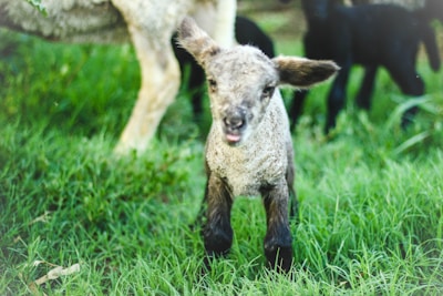 A young lamb with soft, curly wool stands on a lush green grass field, looking towards the camera. Its ears are perked up, and its mouth is slightly open. In the background, part of another sheep and possibly other lambs are visible, slightly out of focus.