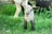 A young lamb with soft, curly wool stands on a lush green grass field, looking towards the camera. Its ears are perked up, and its mouth is slightly open. In the background, part of another sheep and possibly other lambs are visible, slightly out of focus.