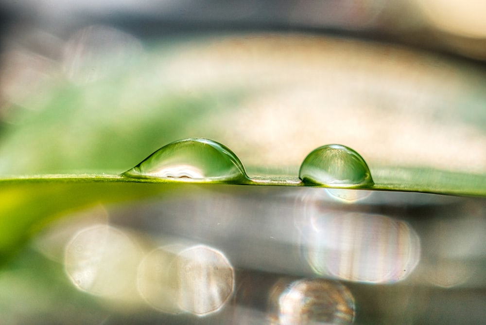 duas gotas de água em uma folha verde