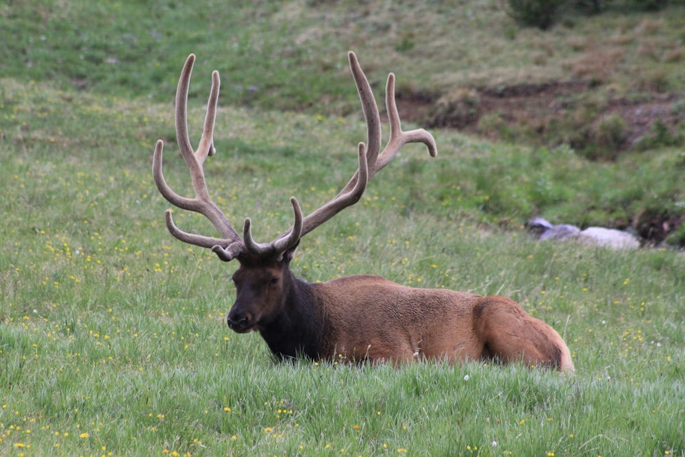 brown elk on green field during daytime