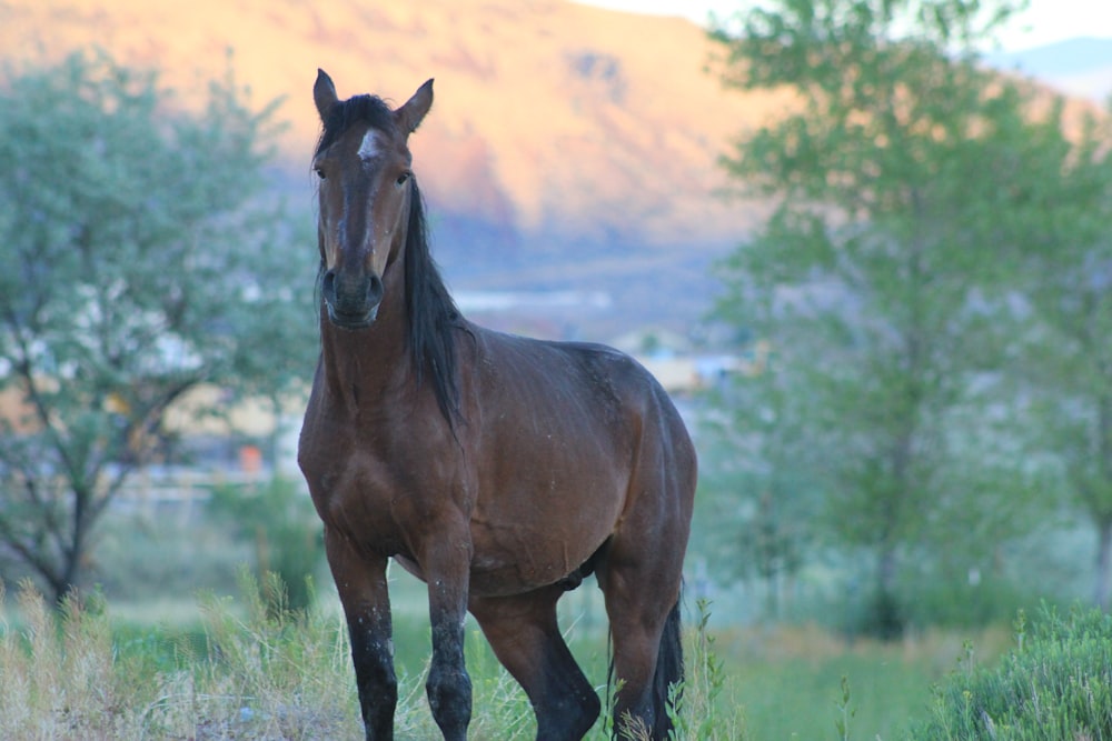 brown horse on green field surrounded with tall and green trees viewing mountain during daytime