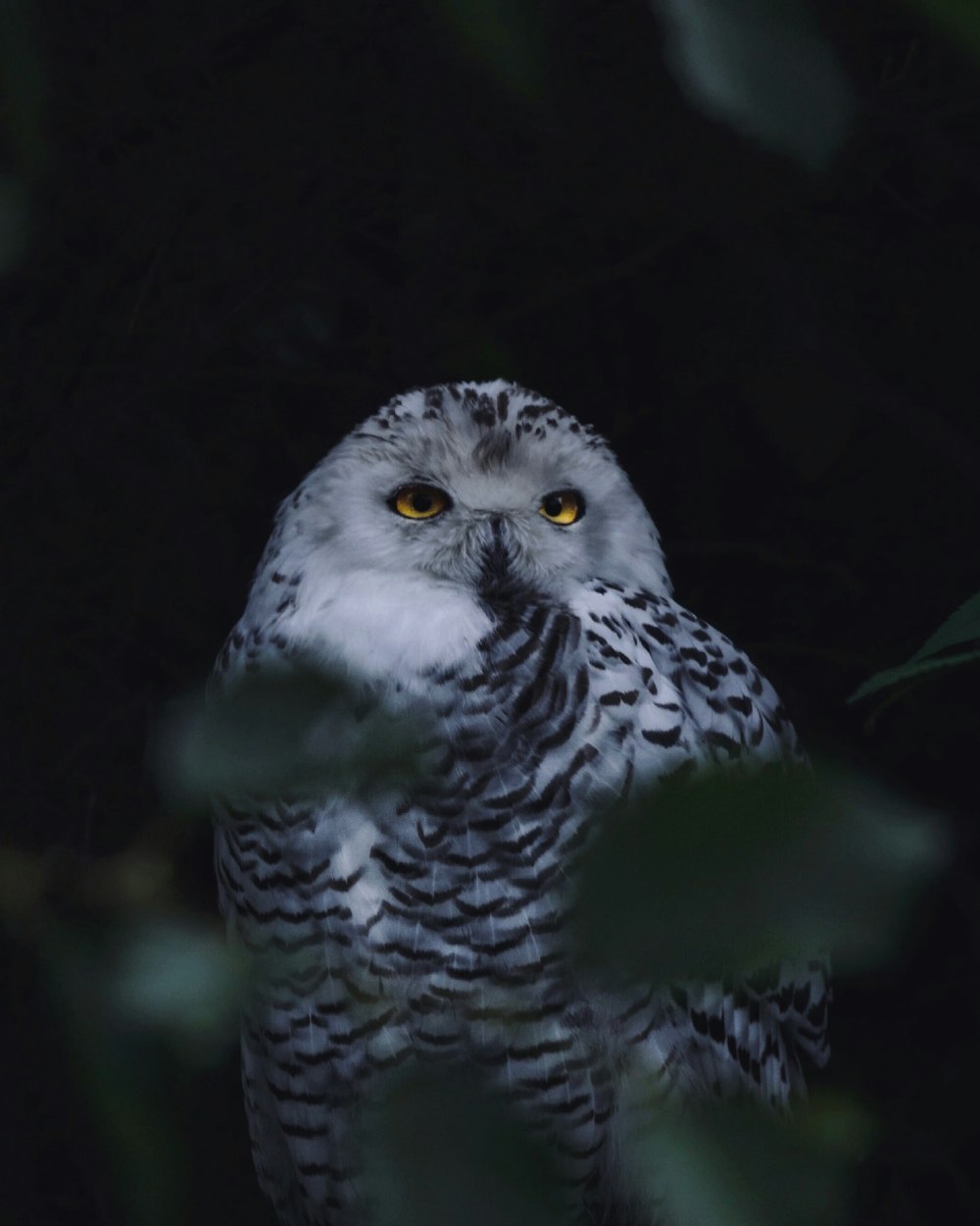 gray and white owl on tree