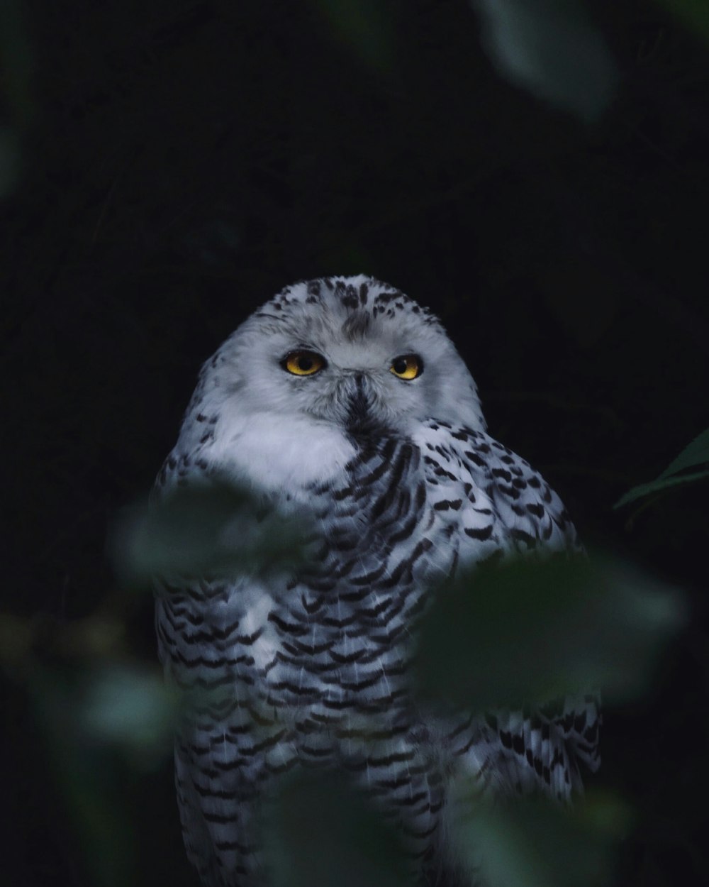 búho gris y blanco en el árbol