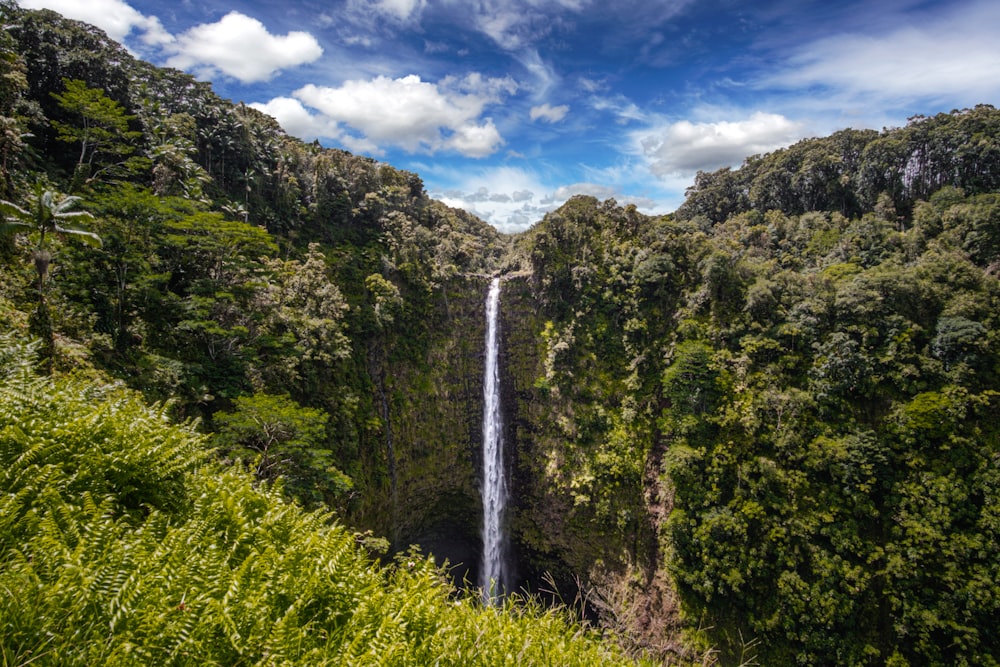 waterfall between trees